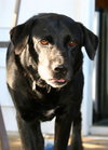 Donovan-ADOPTED 10.22.13