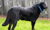 Donovan-ADOPTED 10.22.13