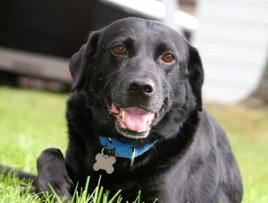 Donovan-ADOPTED 10.22.13