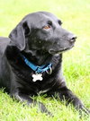 Donovan-ADOPTED 10.22.13