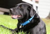 Donovan-ADOPTED 10.22.13