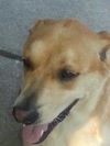 Fergie-ADOPTED 10.12.13