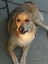Fergie-ADOPTED 10.12.13