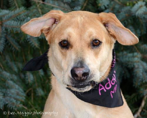Fergie-ADOPTED 10.12.13