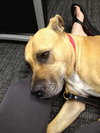 Pippa-ADOPTED 09.18.13