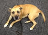 Pippa-ADOPTED 09.18.13