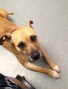 Pippa-ADOPTED 09.18.13