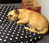 Pippa-ADOPTED 09.18.13