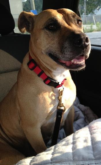 Pippa-ADOPTED 09.18.13