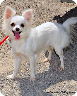 Angelique-ADOPTED 10.22.13