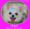 Angelique-ADOPTED 10.22.13