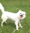 Angelique-ADOPTED 10.22.13