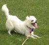 Angelique-ADOPTED 10.22.13