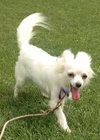 Angelique-ADOPTED 10.22.13