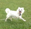 Angelique-ADOPTED 10.22.13