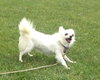 Angelique-ADOPTED 10.22.13