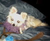 Angelique-ADOPTED 10.22.13