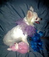 Angelique-ADOPTED 10.22.13