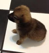 Ri Litter Ester - ADOPTED 09.07.13