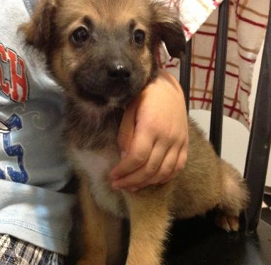 Ri Litter Ester - ADOPTED 09.07.13