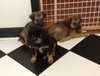 Ri Litter Ester - ADOPTED 09.07.13