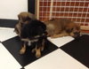 Ri Litter Ester - ADOPTED 09.07.13