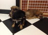 Ri Litter Jean - ADOPTED 09.06.13