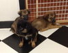 Ri Litter Jean - ADOPTED 09.06.13