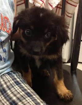 Ri Litter Jean - ADOPTED 09.06.13