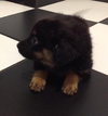 Ri Litter Jean - ADOPTED 09.06.13