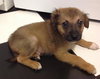 Ri Litter Pablo - ADOPTED 10.15.13