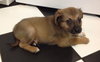 Ri Litter Pablo - ADOPTED 10.15.13