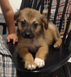 Ri Litter Pablo - ADOPTED 10.15.13