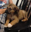 Ri Litter Pablo - ADOPTED 10.15.13