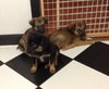 Ri Litter Pablo - ADOPTED 10.15.13