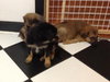 Ri Litter Pablo - ADOPTED 10.15.13