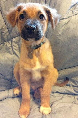 Ri Litter Pablo - ADOPTED 10.15.13