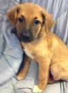 Ri Litter Pablo - ADOPTED 10.15.13