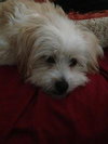 Max-ADOPTED 09.08.13