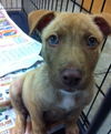 Si Litter Soda - ADOPTED 2.22.15