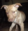 Si Litter Soda - ADOPTED 2.22.15