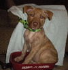 Si Litter Soda - ADOPTED 2.22.15