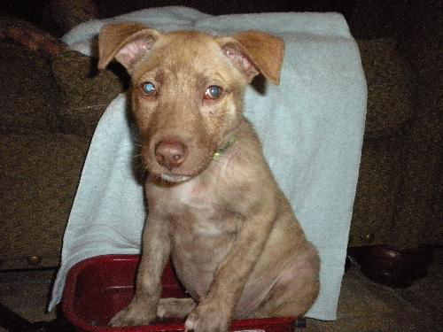 Si Litter Soda - ADOPTED 2.22.15