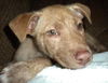 Si Litter Soda - ADOPTED 2.22.15