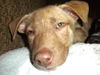 Si Litter Soda - ADOPTED 2.22.15