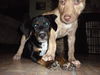Si Litter Soda - ADOPTED 2.22.15