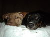 Si Litter Soda - ADOPTED 2.22.15