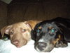 Si Litter Pop - ADOPTED 09.30.13