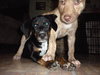 Si Litter Pop - ADOPTED 09.30.13