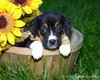 Ti Litter Timone - ADOPTED 10.22.13